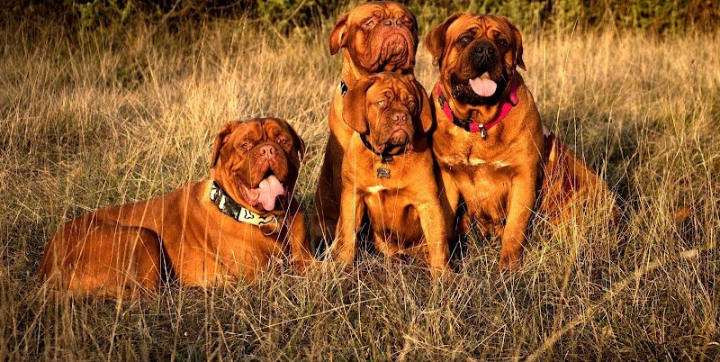 Elevage de Dogue de Bordeaux Des Legendes de Newver - photo 2