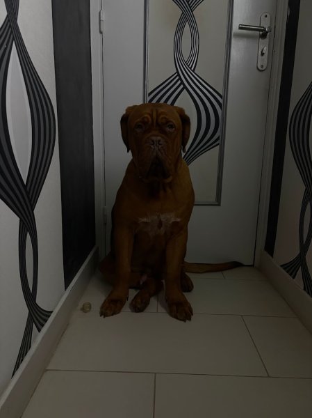 Elevage de Dogue de Bordeaux Des Legendes de Newver - photo 3