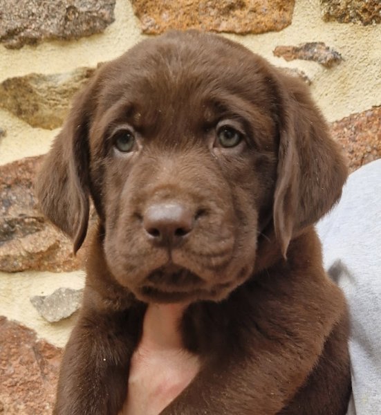 Elevage des terres sacrées chiots labrador, golden retriever, spitz allemand, pension et éducation canine
