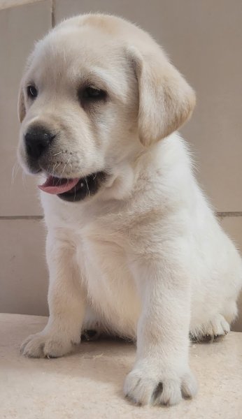 Elevage des terres sacrées chiots labrador, golden retriever, spitz allemand, pension et éducation canine - photo 2