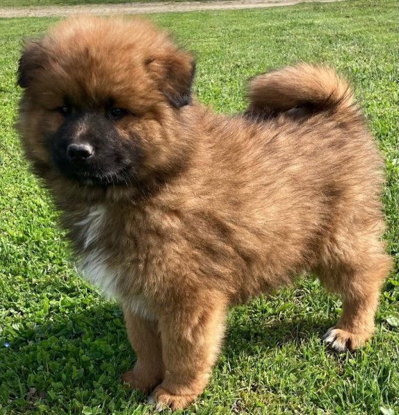 Elevage Canin Des Collines de Diwan - photo 1