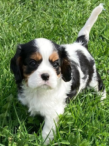 Elevage Canin Des Collines de Diwan - photo 2