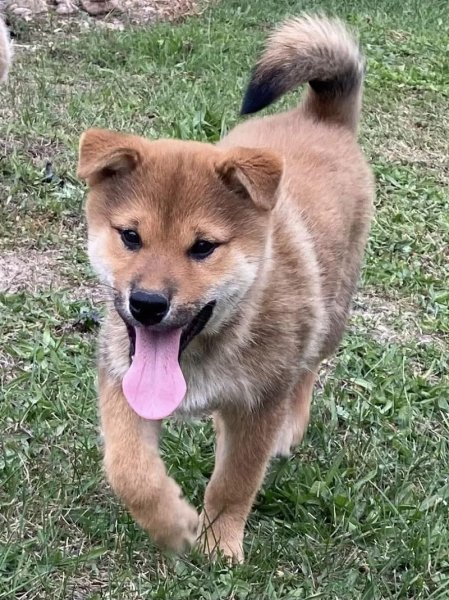 Elevage Canin Des Collines de Diwan - photo 3