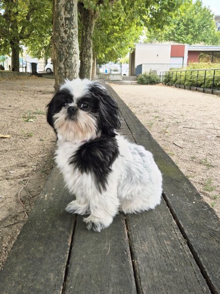 Élevage de la Grange Neuve : Éleveur chiens/chiots Bouledogue Français, Jack Russel, Shih Tzu, Loire, Auvergne-Rhône-Alpes