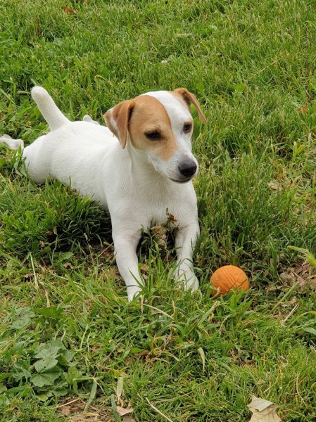 Élevage de la Grange Neuve : Éleveur chiens/chiots Bouledogue Français, Jack Russel, Shih Tzu, Loire, Auvergne-Rhône-Alpes - photo 2