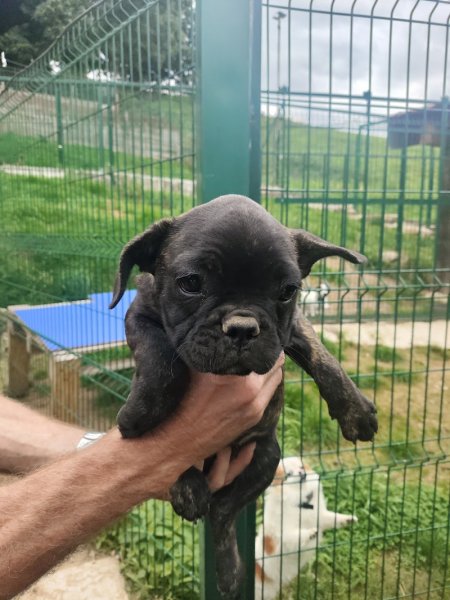 Élevage de la Grange Neuve : Éleveur chiens/chiots Bouledogue Français, Jack Russel, Shih Tzu, Loire, Auvergne-Rhône-Alpes - photo 3