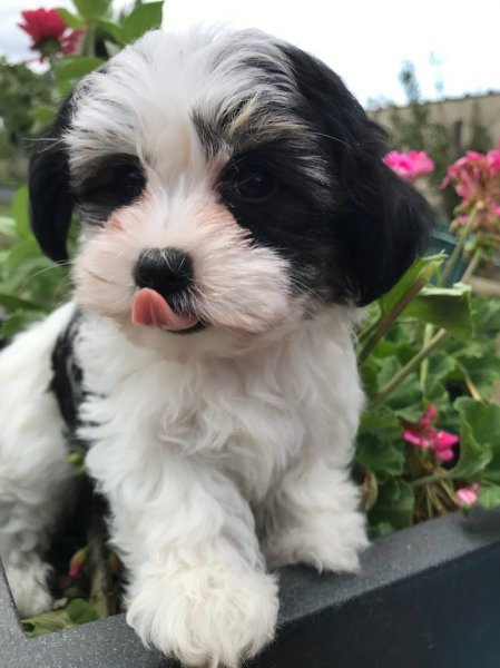 Élevage Les petits chiens malins : Chiots de petites races Bichons , Spitz nain pomeranian, Morkie, Yorkshire, Pomchi