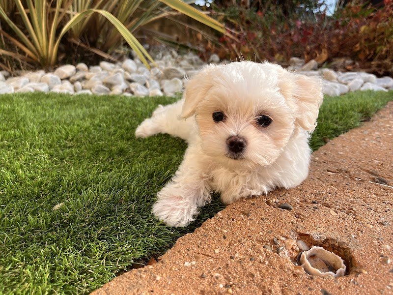 Élevage Les petits chiens malins : Chiots de petites races Bichons , Spitz nain pomeranian, Morkie, Yorkshire, Pomchi - photo 2