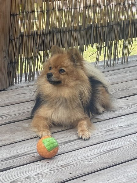 Élevage Les petits chiens malins : Chiots de petites races Bichons , Spitz nain pomeranian, Morkie, Yorkshire, Pomchi - photo 3