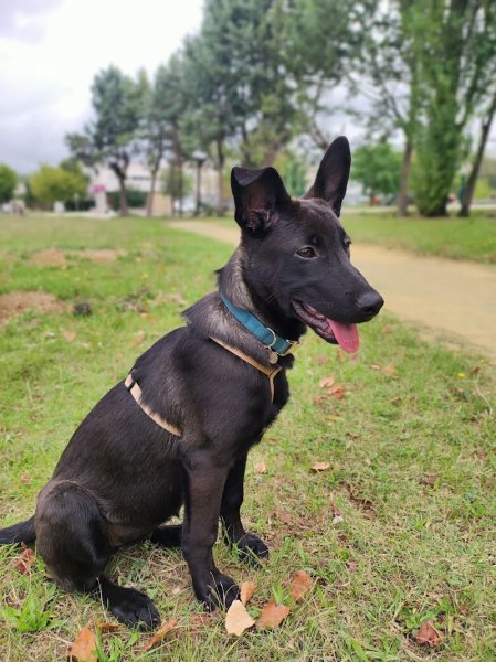 Truffe et Compagnie - Education Canine - photo 2