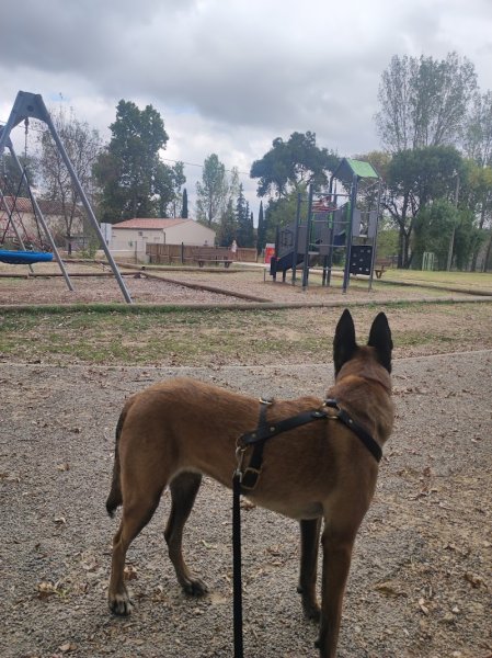 Truffe et Compagnie - Education Canine - photo 3