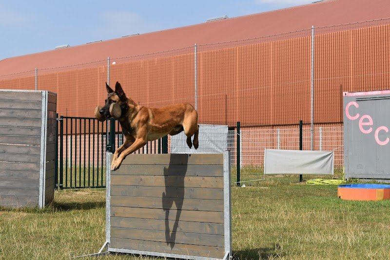 club d’éducation canine Sailly sur la lys
