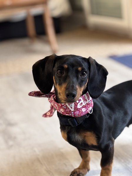 élevage canin - photo 1