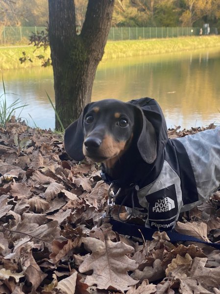 élevage canin - photo 2