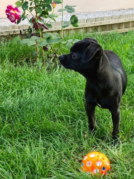 élevage canin - photo 3