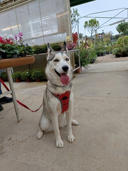 Nodens - Éducateur canin dans le Beaujolais - photo 2