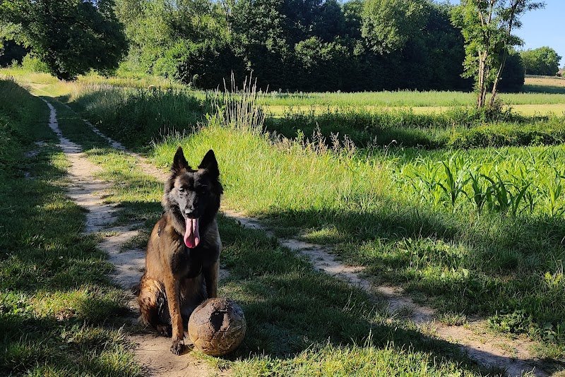 Nodens - Éducateur canin dans le Beaujolais - photo 3