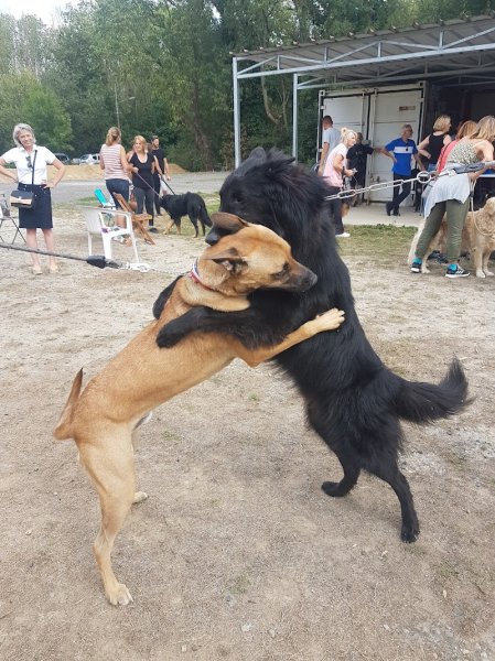 Club Canin De Villers Saint Paul - photo 1