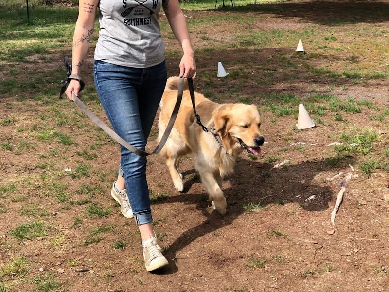 Dog’Docile - photo 1