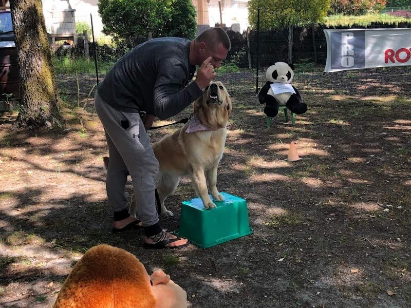 Dog’Docile - photo 2