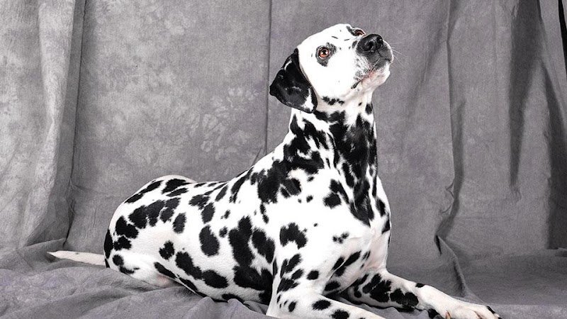 Nos Toutous & Nous Ramassamy Céline - Nutrition & naturopathie, comportement canin