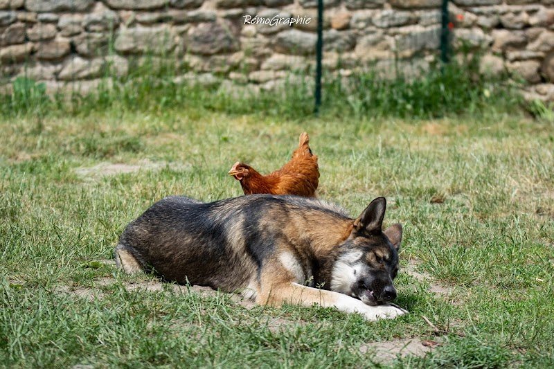 Nos Toutous & Nous Ramassamy Céline - Nutrition & naturopathie, comportement canin - photo 3