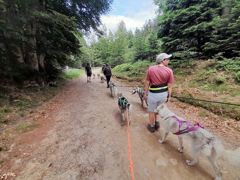 Les chiens de traîneaux du Bessat - amaruq inu - photo 1