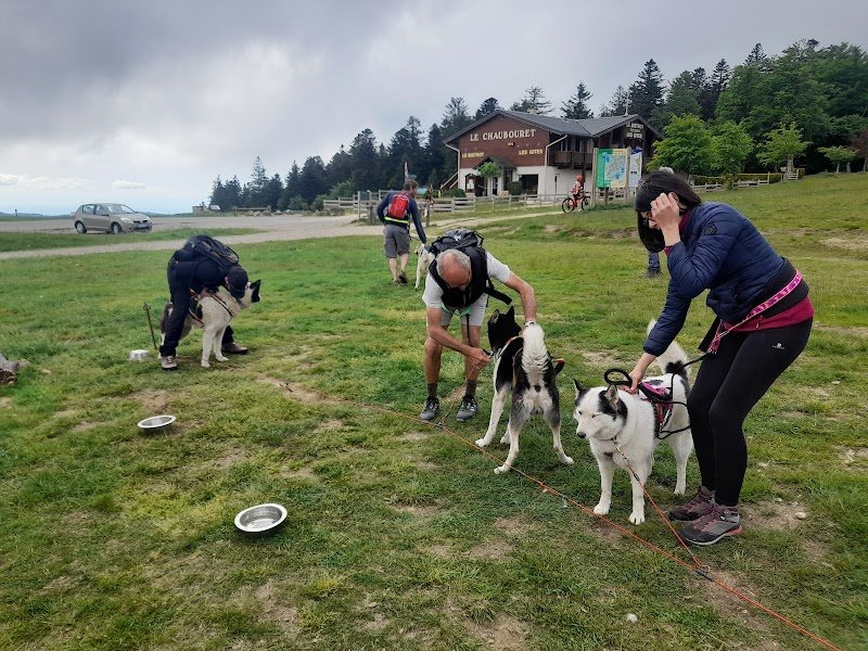 Les chiens de traîneaux du Bessat - amaruq inu - photo 3