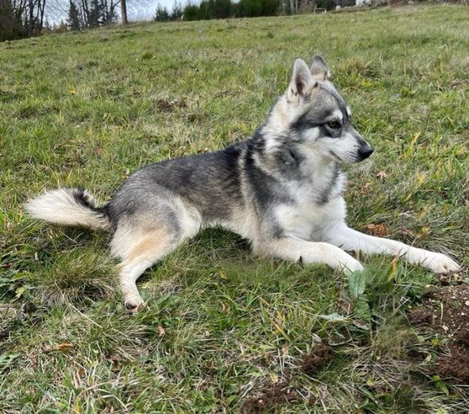 Pension Canine des Monts du Forez - photo 1