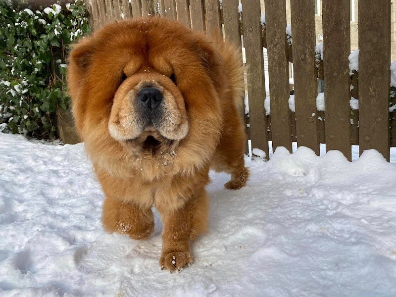 Pension Canine des Monts du Forez - photo 2