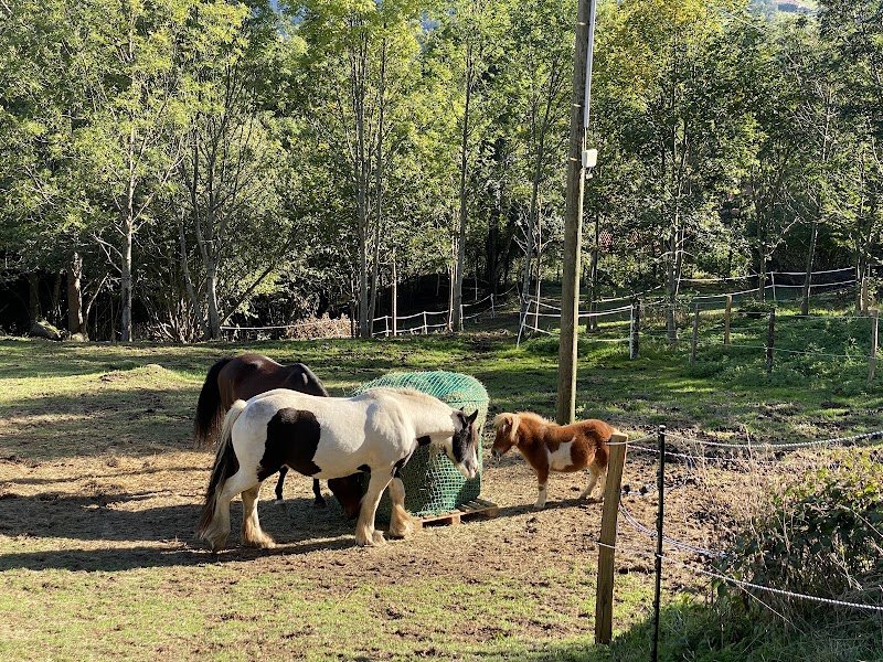 Pension Canine des Monts du Forez - photo 3