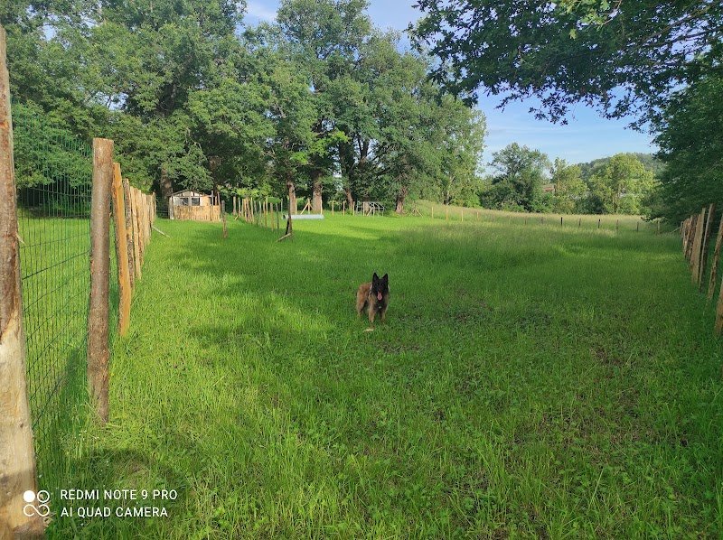 Dog Équilibre - photo 1