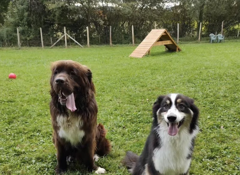 Dog Équilibre - photo 2