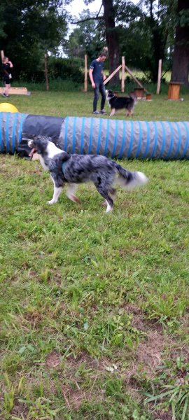 Dog Équilibre - photo 3