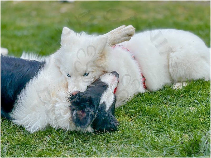 Club canin du Livradois - photo 1