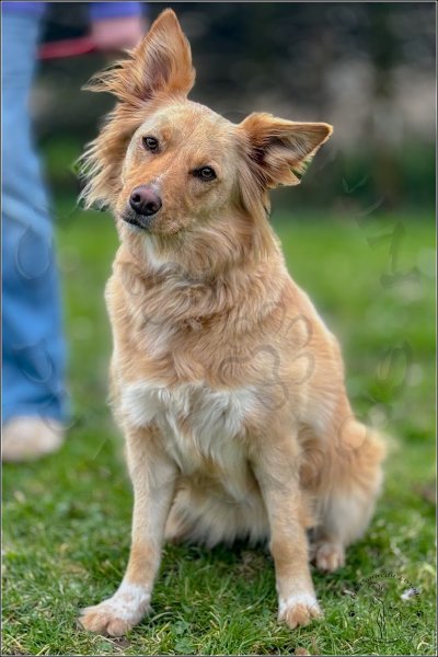 Club canin du Livradois - photo 2