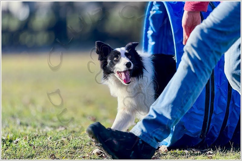 Club canin du Livradois - photo 3