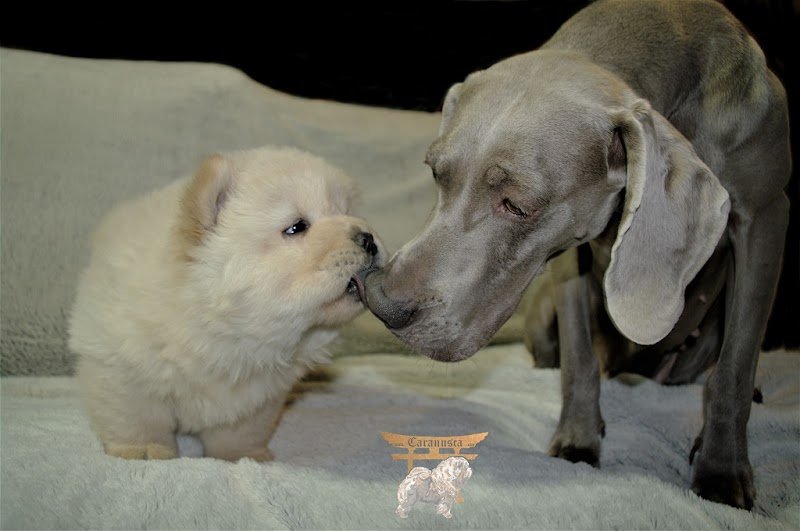 CARANUSCA : élevage de chiens de race chow chow, braque de weimar et Alaskan Klee-Kaï - photo 1