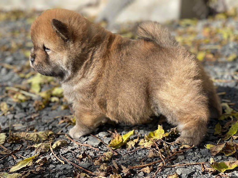CARANUSCA : élevage de chiens de race chow chow, braque de weimar et Alaskan Klee-Kaï - photo 2