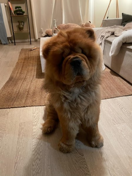 CARANUSCA : élevage de chiens de race chow chow, braque de weimar et Alaskan Klee-Kaï - photo 3