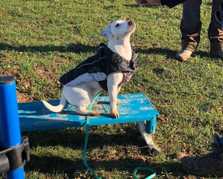 Plenidog éducation canine Jura