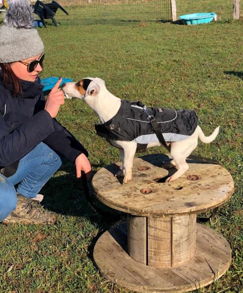 Plenidog éducation canine Jura - photo 2