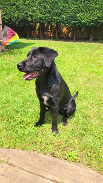 RespectDogs - photo 3