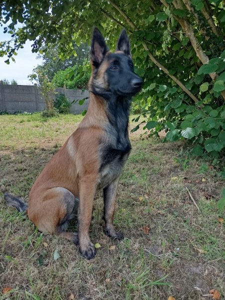 Centre Canin Boyer - photo 3