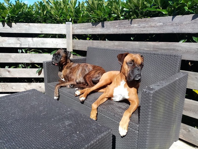 Comme À La Maison - Éducateur canin comportementaliste et VAD - photo 2