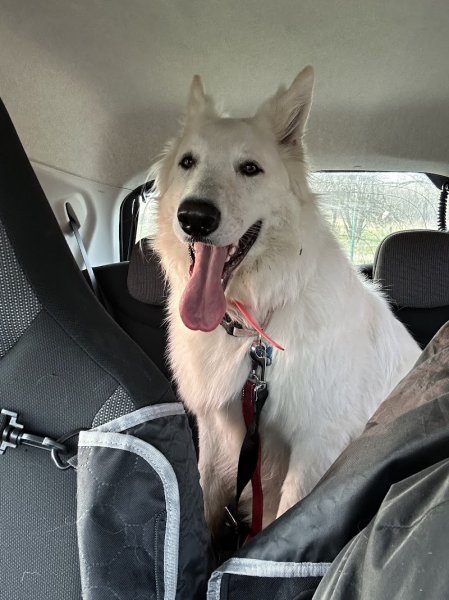 Comme À La Maison - Éducateur canin comportementaliste et VAD - photo 3