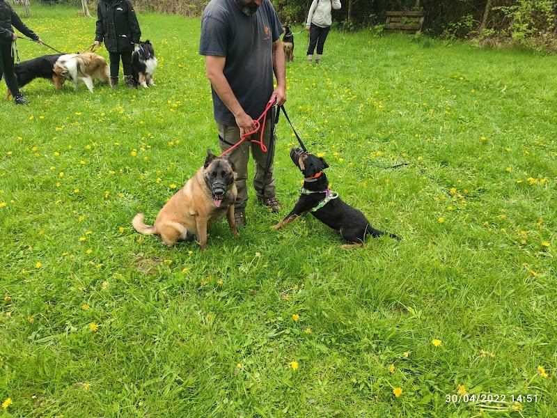 Spiritualdogs by Gandarinho : centre d'éducation canine - photo 3