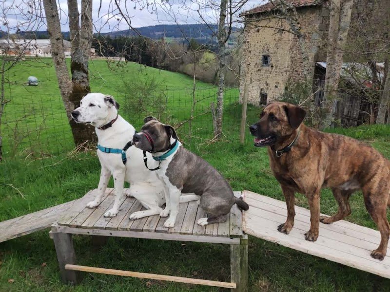 Canipotes - Education et Comportement Canin - photo 2