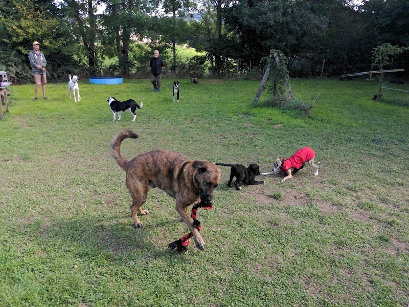 Canipotes - Education et Comportement Canin - photo 3