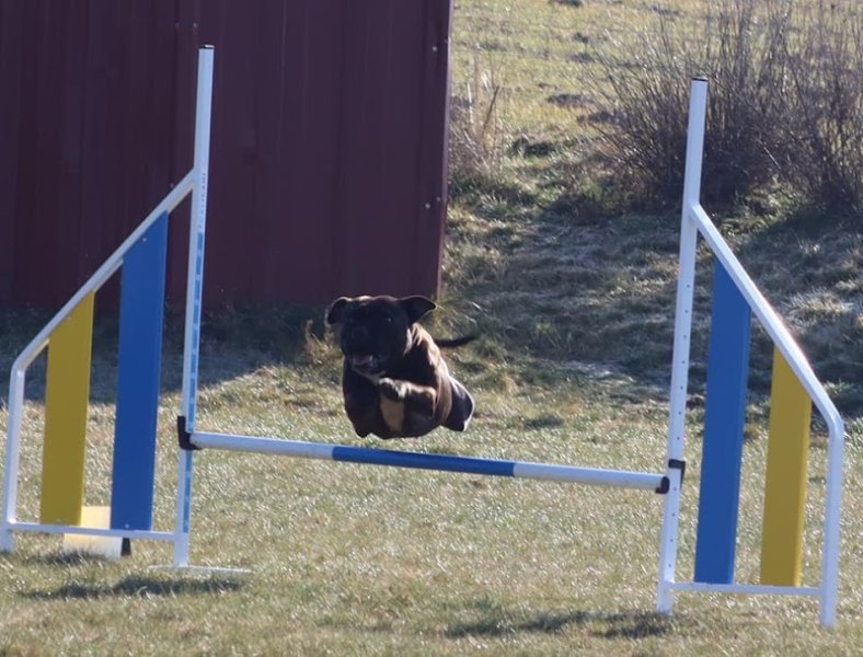 Club Canin des Sucs - photo 3